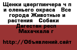 Щенки цвергпинчера ч/п и оленьего окраса - Все города Животные и растения » Собаки   . Дагестан респ.,Махачкала г.